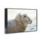 Stupell Industries Deep Thoughts Sheep Portrait Framed Giclee, design by Martin Podt
